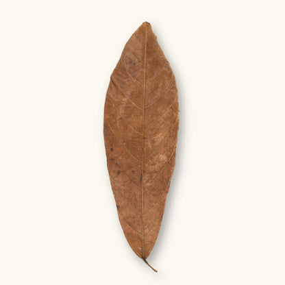 A single brown cacao leaf (Theobroma sp.) for biotope aquariums, photographed on a natural background at Betta Botanicals.