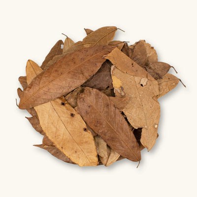 A collection of light to dark brown cacao leaves (Theobroma sp.) for blackwater aquariums, photographed on a natural background at Betta Botanicals.