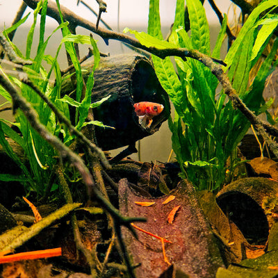 A betta fish sheltering inside a hollow cacao pod surrounded by aquatic plants in a blackwater aquarium, photographed in a natural aquarium at Betta Botanicals.