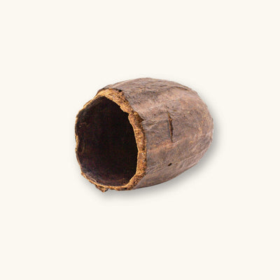 Hollow cacao pods (Theobroma cacao) in varying shapes and shades of brown for biotope aquariums, photographed on a natural background at Betta Botanicals.