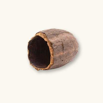 Hollow cacao pods (Theobroma cacao) in varying shapes and shades of brown for biotope aquariums, photographed on a natural background at Betta Botanicals.