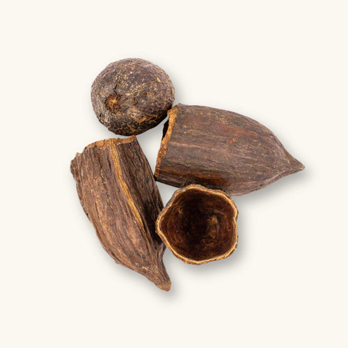A group of dark brown cacao pods (Theobroma cacao) for blackwater aquariums, photographed on a natural background at Betta Botanicals.