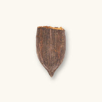 A single rough-textured brown cacao pod (Theobroma cacao) for vivariums, photographed on a natural background at Betta Botanicals.