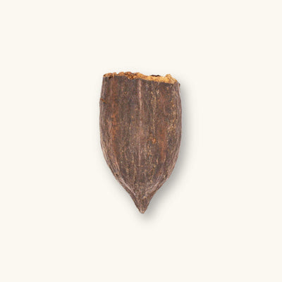 A single rough-textured brown cacao pod (Theobroma cacao) for vivariums, photographed on a natural background at Betta Botanicals.