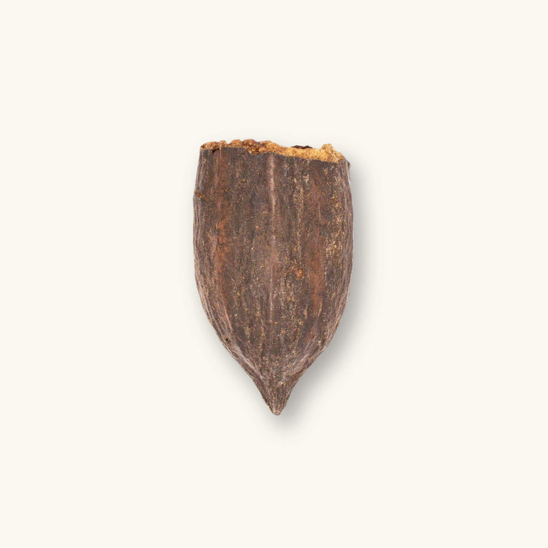 A single rough-textured brown cacao pod (Theobroma cacao) for vivariums, photographed on a natural background at Betta Botanicals.