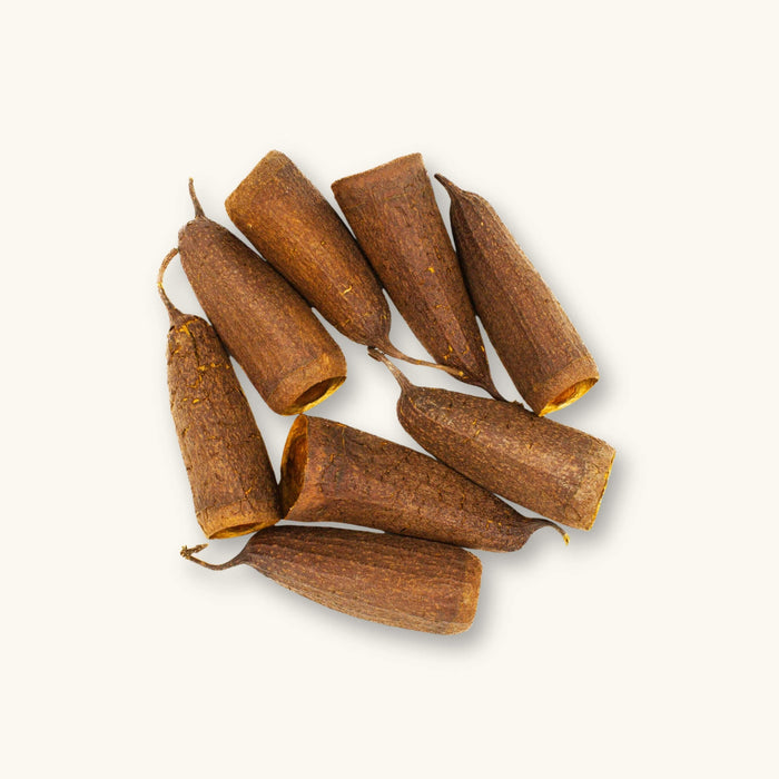 A group of brown Cariniana Savu Trumpet Pods (Cariniana sp.) for blackwater aquariums, photographed on a natural background at Betta Botanicals.