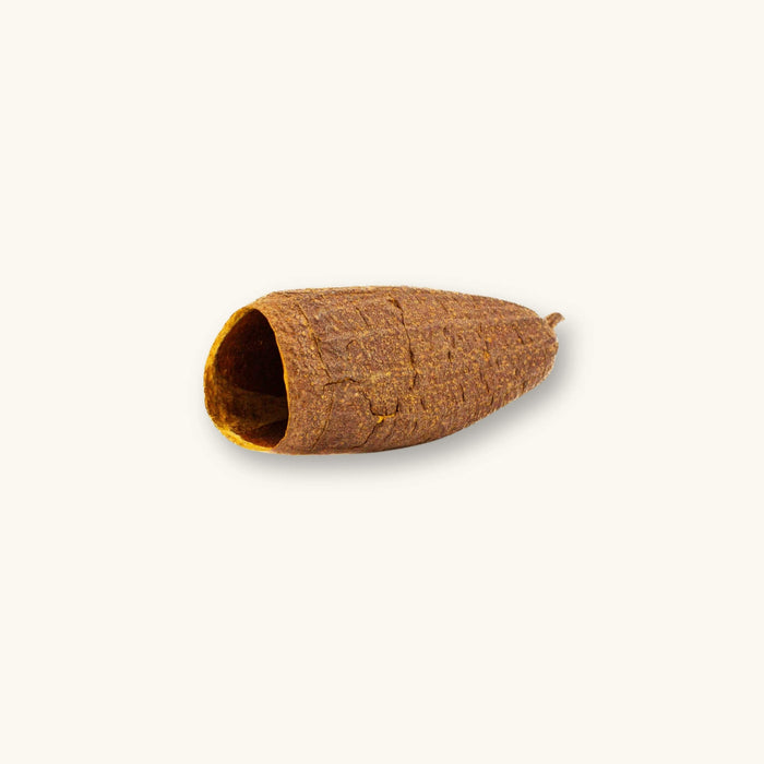 A single hollow brown Cariniana Savu Trumpet Pod (Cariniana sp.) for blackwater aquariums, photographed on a natural background at Betta Botanicals.