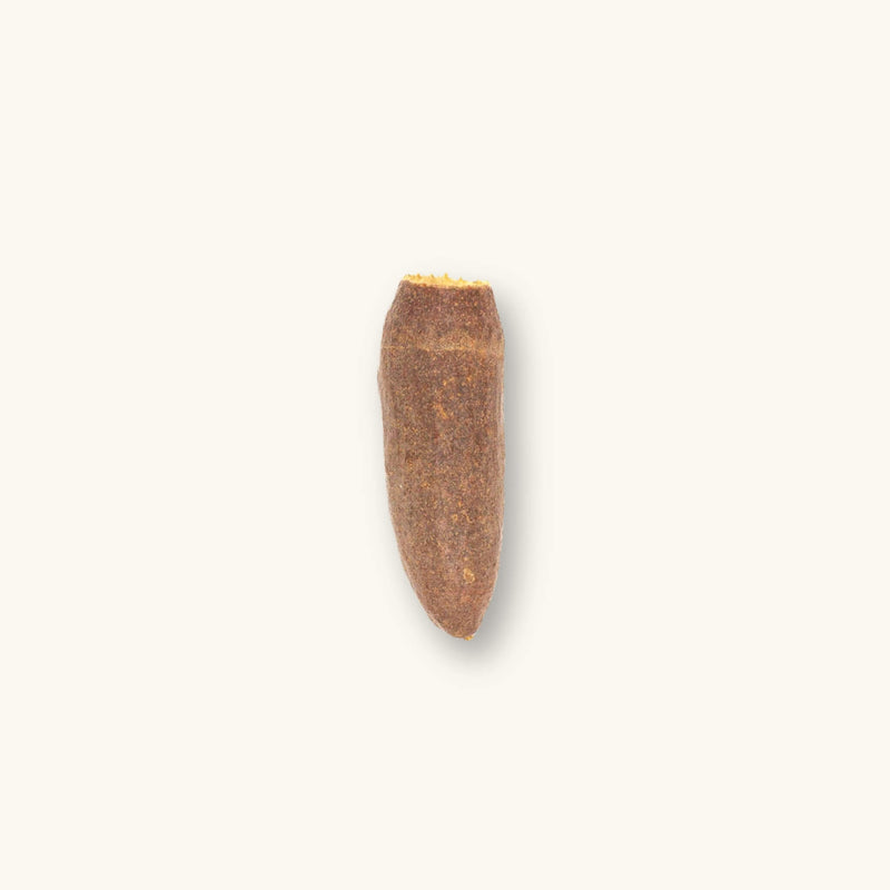 A single brown Cariniana trumpet pod (Cariniana legalis) for blackwater aquariums, photographed on a natural background at Betta Botanicals.