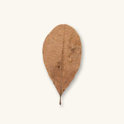 A single tan and brown Casho leaf (Anacardium occidentale) for blackwater aquariums, photographed on a natural background at Betta Botanicals.