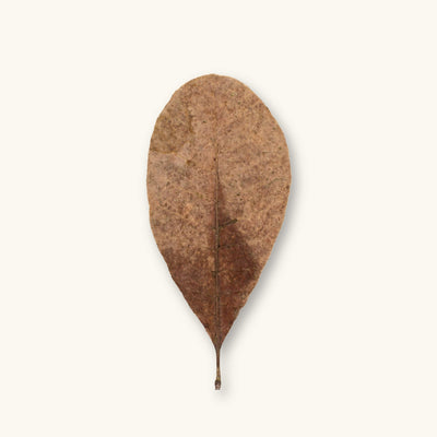 A single brown Casho leaf (Anacardium occidentale) for blackwater aquariums, photographed on a natural background at Betta Botanicals.