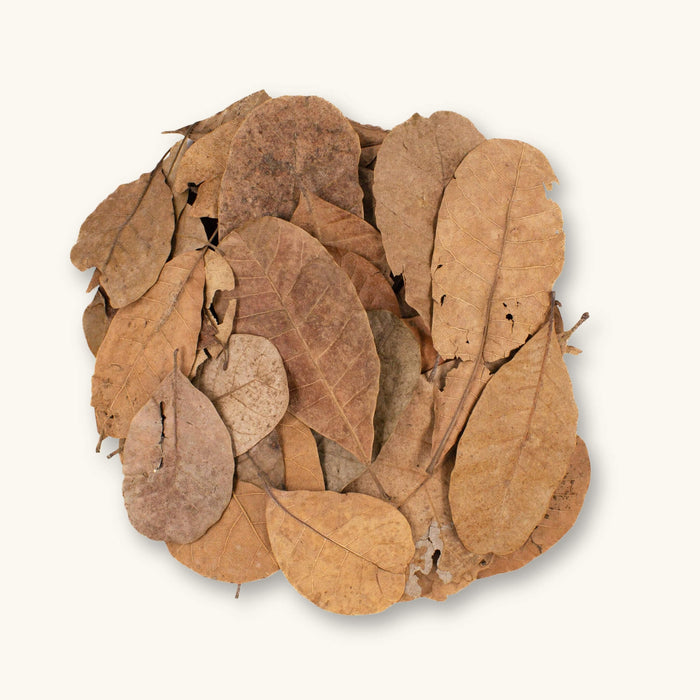A group of tan and brown Casho leaves (Anacardium occidentale) for Peruvian vivariums, photographed on a natural background at Betta Botanicals.
