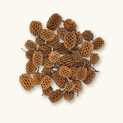 A collection of light and dark brown Casuarina cones (Casuarina equisetifolia) for blackwater aquariums, photographed on a natural background at Betta Botanicals.