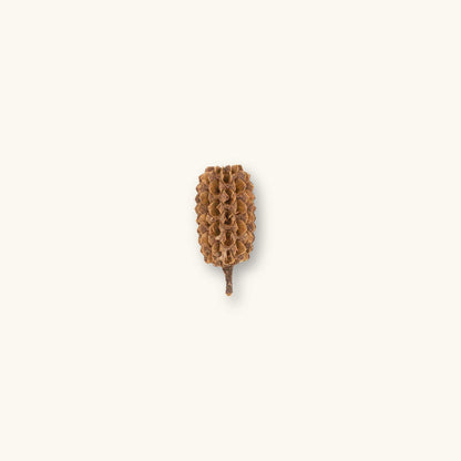 A single brown Casuarina cone (Casuarina equisetifolia) for shrimp tanks, photographed on a natural background at Betta Botanicals.