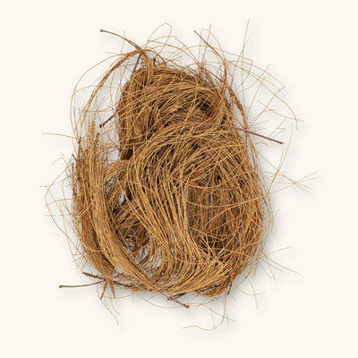 A group of dried golden-brown Casuarina Pine Needles (Casuarina equisetifolia) for biotope aquariums, photographed on a natural background at Betta Botanicals.