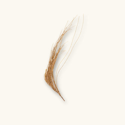A bundle of thin brown Casuarina Pine Needles (Casuarina equisetifolia) for blackwater aquariums, photographed on a natural background at Betta Botanicals.