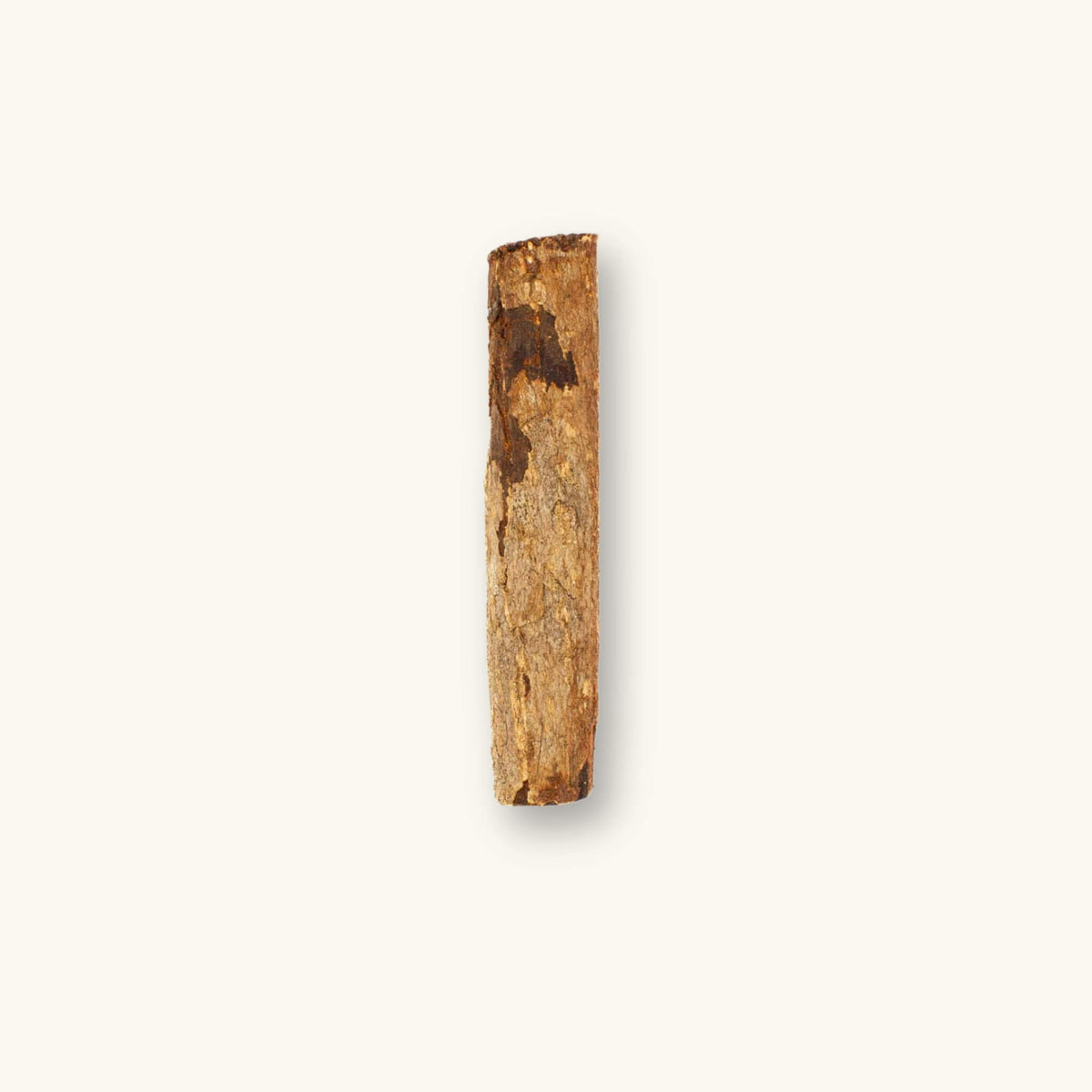 A singular light and dark brown catappa bark curl (Terminalia catappa) for aquariums, photographed on a natural background at Betta Botanicals.