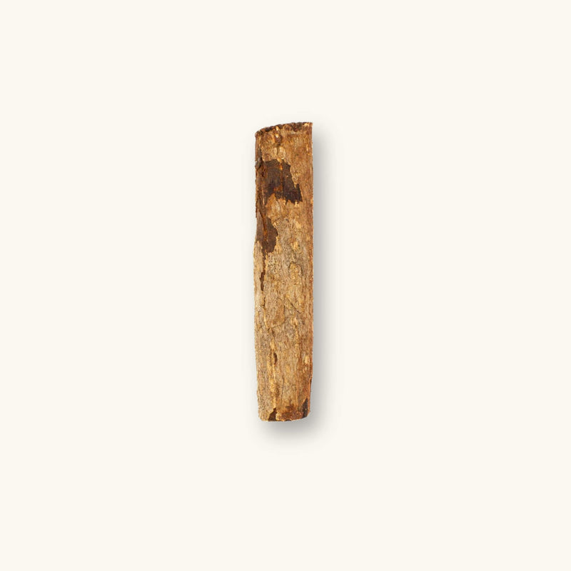 A singular light and dark brown catappa bark curl (Terminalia catappa) for aquariums, photographed on a natural background at Betta Botanicals.