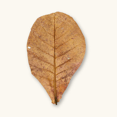 A single dried brown Large Catappa leaf (Terminalia catappa) for blackwater aquariums, photographed on a natural background at Betta Botanicals.