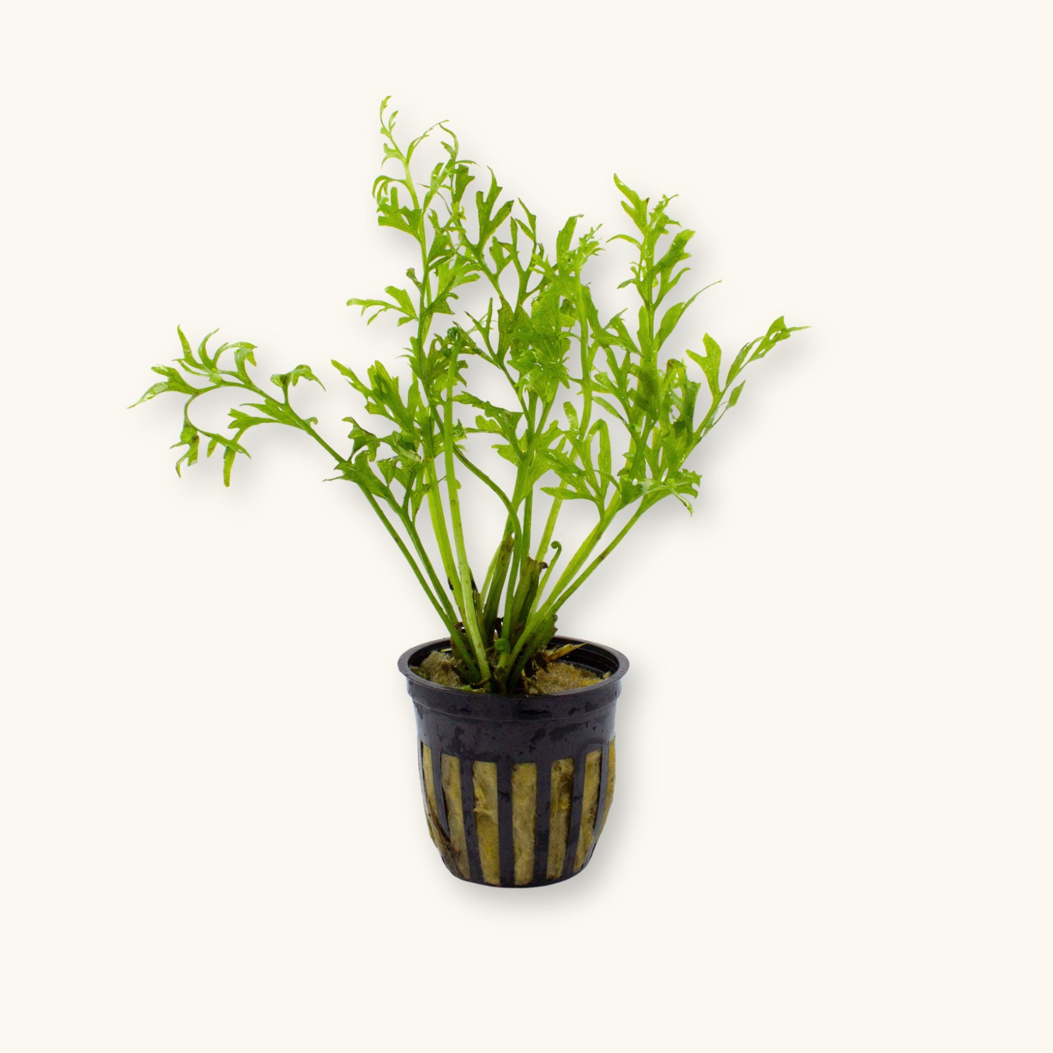 Potted Water Sprite (Ceratopteris thalictroides) aquarium plant with bright green, lace-like fronds in a black slotted pot, photographed on a natural background for Betta Botanicals.