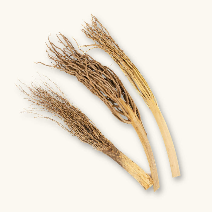 Three intricate tan and brown Ceylon Date Palm Flower Stalks (Phoenix pusilla) for blackwater aquariums, photographed on a natural background at Betta Botanicals.