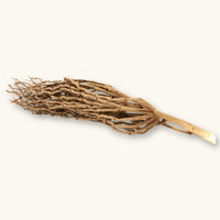 A dried Ceylon Date Palm Flower Stalk (Phoenix pusilla) with branching textures in tan and beige for blackwater aquariums, photographed on a natural background at Betta Botanicals.