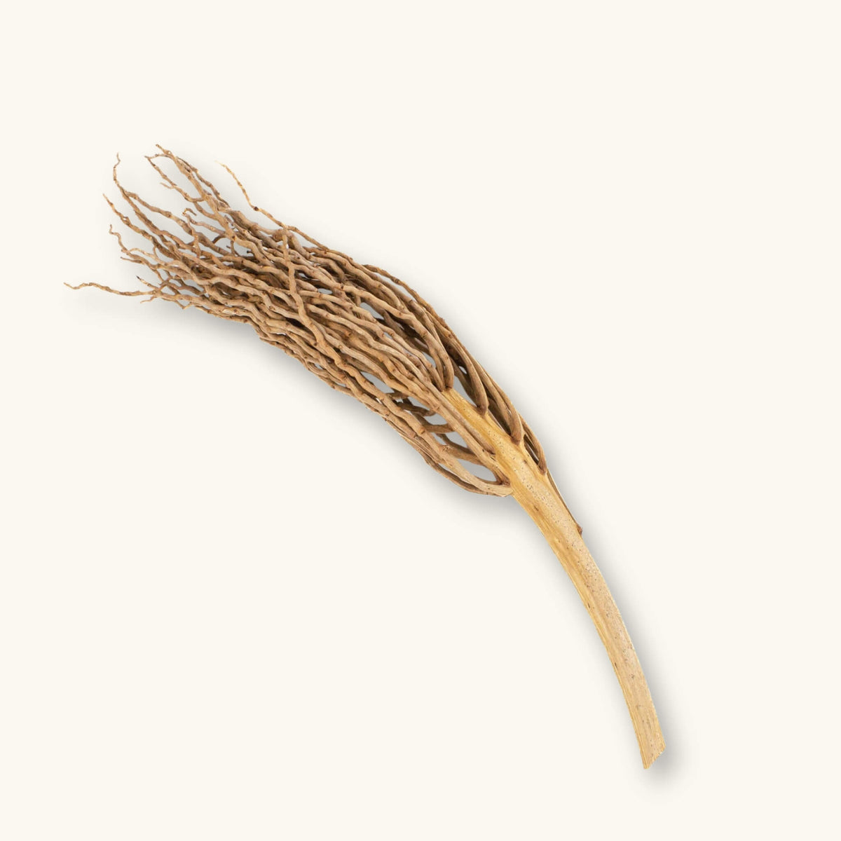 A tan and light brown Ceylon Date Palm Flower Stalk (Phoenix pusilla) for vivariums, photographed on a natural background at Betta Botanicals.