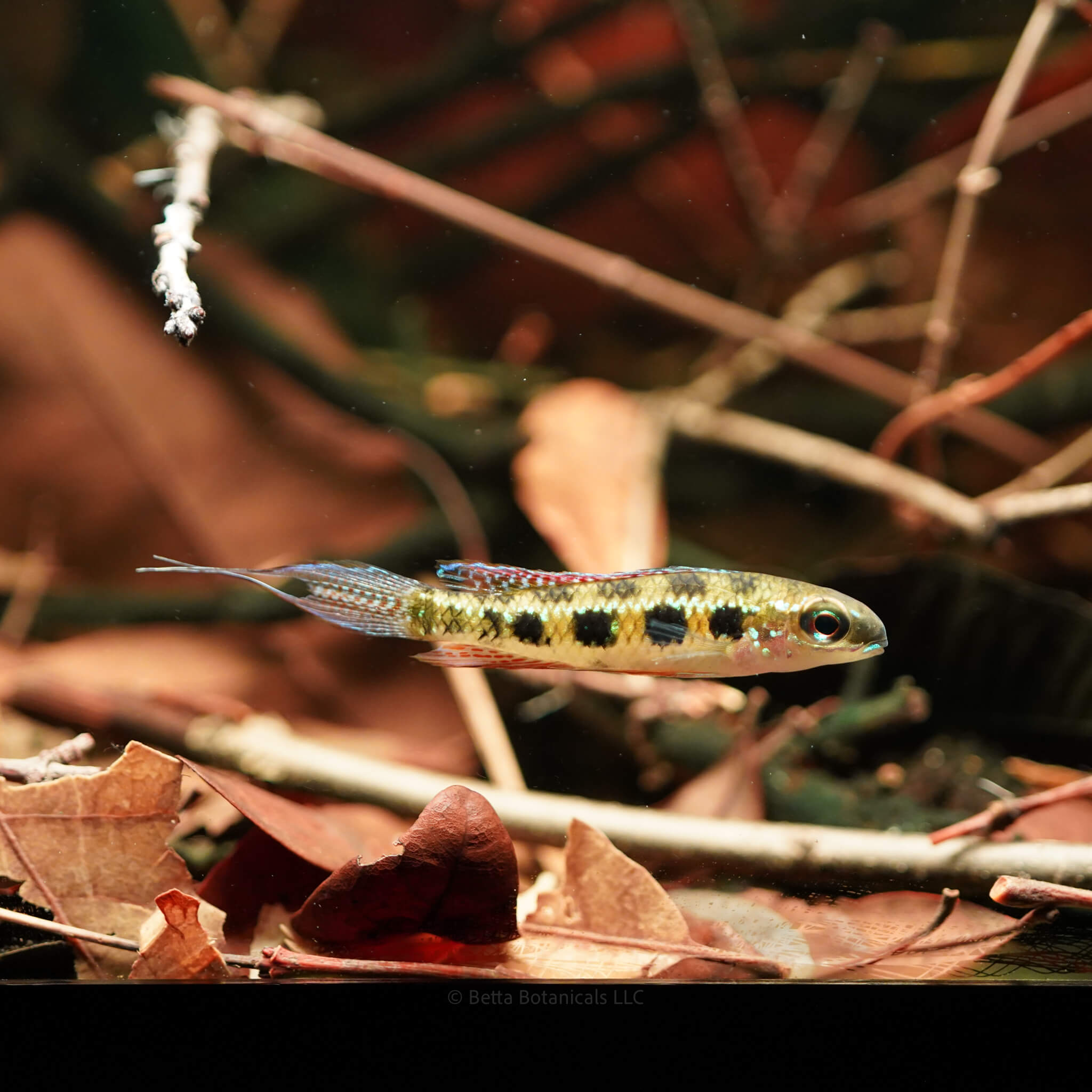 A checkerboard cichlid swimming among leaf litter and submerged twigs in a South American blackwater biotope aquarium, photographed by Ryan Schmidt at Betta Botanicals.