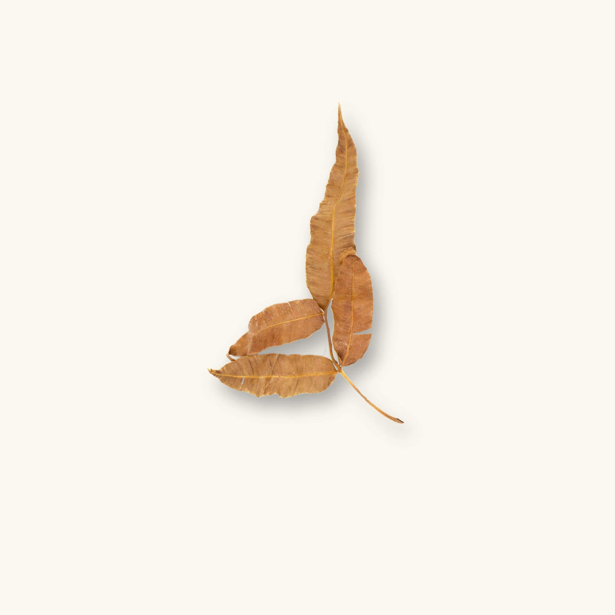 A single dried climbing swamp fern leaf (Stenochlaena palustris), golden brown in color, for blackwater aquariums, photographed on a natural background at Betta Botanicals.