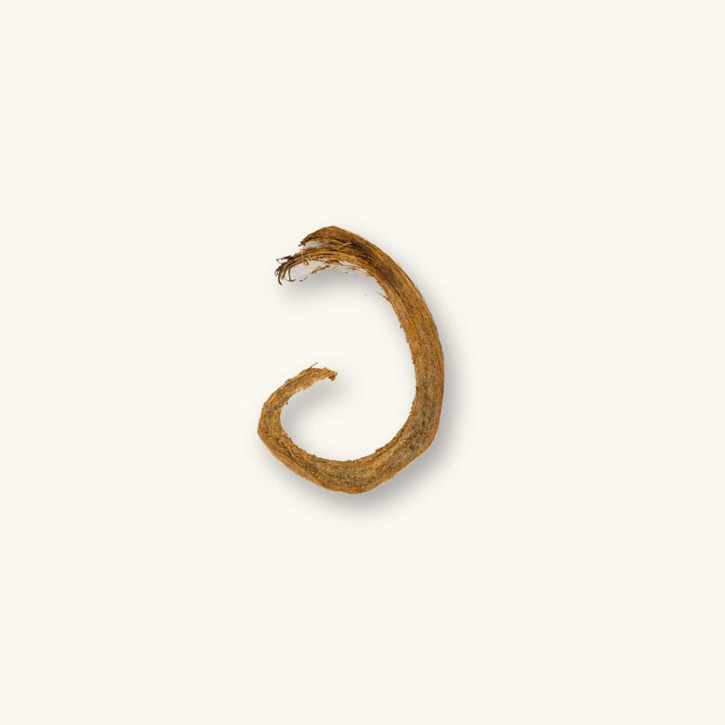 A single brown Coconut Husk Curl (Cocos nucifera) for biotope aquariums, photographed on a natural background at Betta Botanicals.
