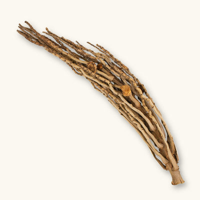 A long, light brown Coconut Palm Flower Stalk (Borassus flabellifer) for blackwater aquariums, photographed on a natural background at Betta Botanicals.