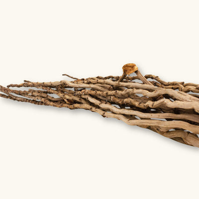A detailed Coconut Palm Flower Stalk (Borassus flabellifer) in shades of beige and brown for blackwater aquariums, photographed on a natural background at Betta Botanicals.