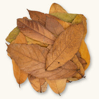 A pile of brown and tan Colombian cacao leaves (Theobroma cacao) for dart frog vivariums, photographed on a natural background at Betta Botanicals.