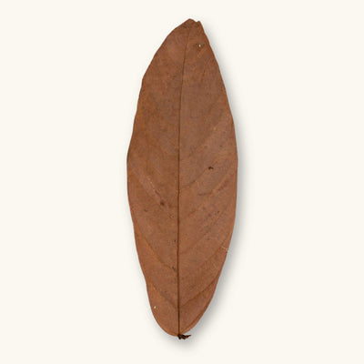 A single brown Colombian cacao leaf (Theobroma cacao) for blackwater aquariums, photographed on a natural background at Betta Botanicals.