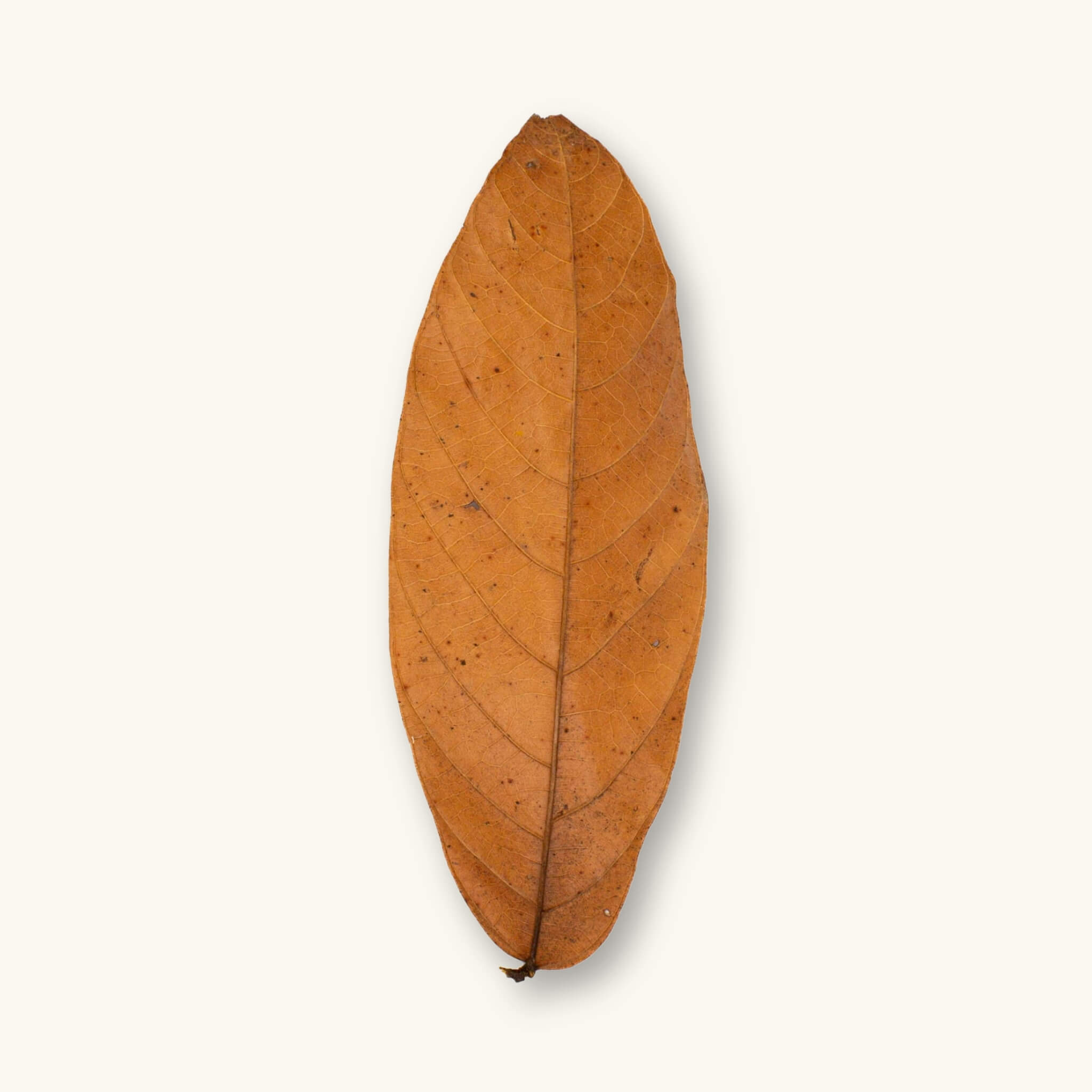 A single orange-brown Colombian cacao leaf (Theobroma cacao) for blackwater aquariums, photographed on a natural background at Betta Botanicals.