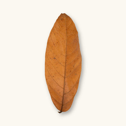 A single orange-brown Colombian cacao leaf (Theobroma cacao) for blackwater aquariums, photographed on a natural background at Betta Botanicals.