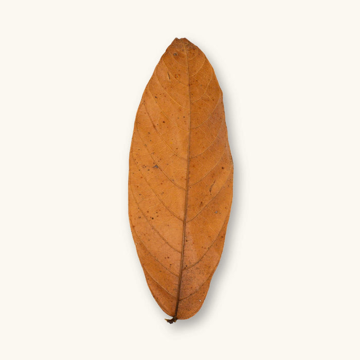 A single orange-brown Colombian cacao leaf (Theobroma cacao) for blackwater aquariums, photographed on a natural background at Betta Botanicals.