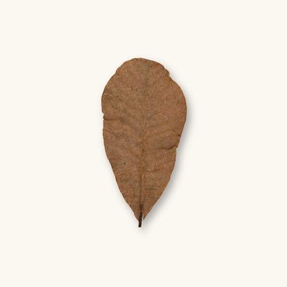 A single medium-brown Colombian Casho leaf (Anacardium excelsum) with visible veins for blackwater aquariums, photographed on a natural background at Betta Botanicals