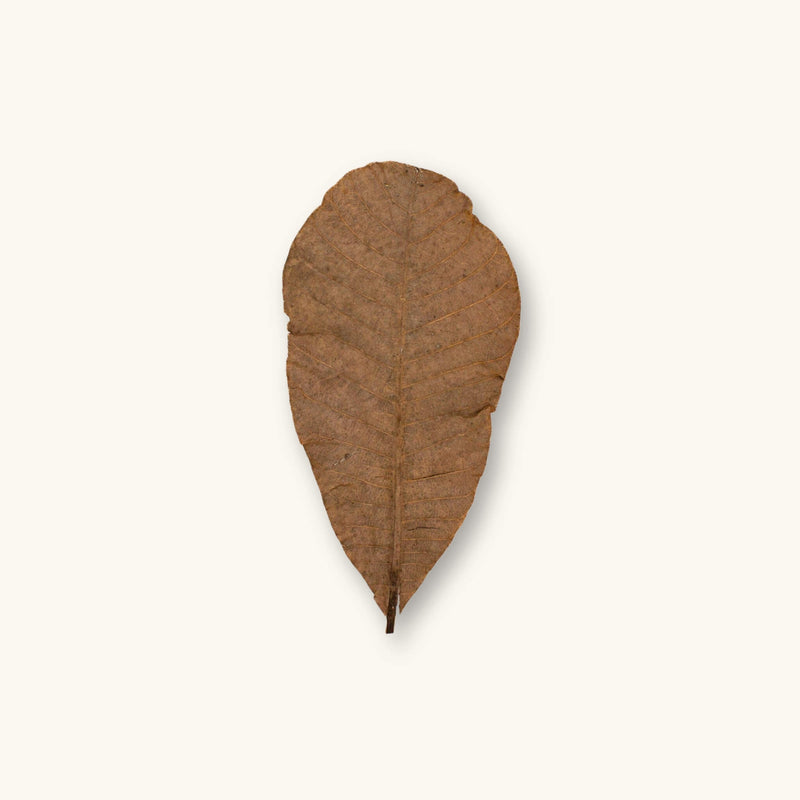 A single medium-brown Colombian Casho leaf (Anacardium excelsum) with visible veins for blackwater aquariums, photographed on a natural background at Betta Botanicals
