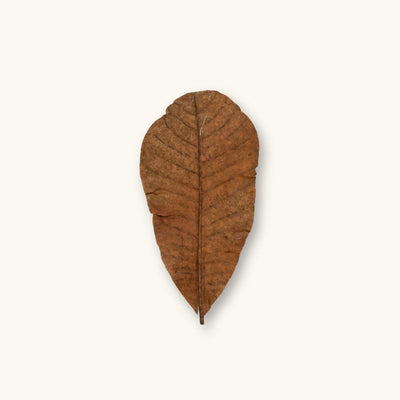 A single brown Colombian Casho leaf (Anacardium excelsum) for blackwater aquariums, photographed on a natural background at Betta Botanicals.
