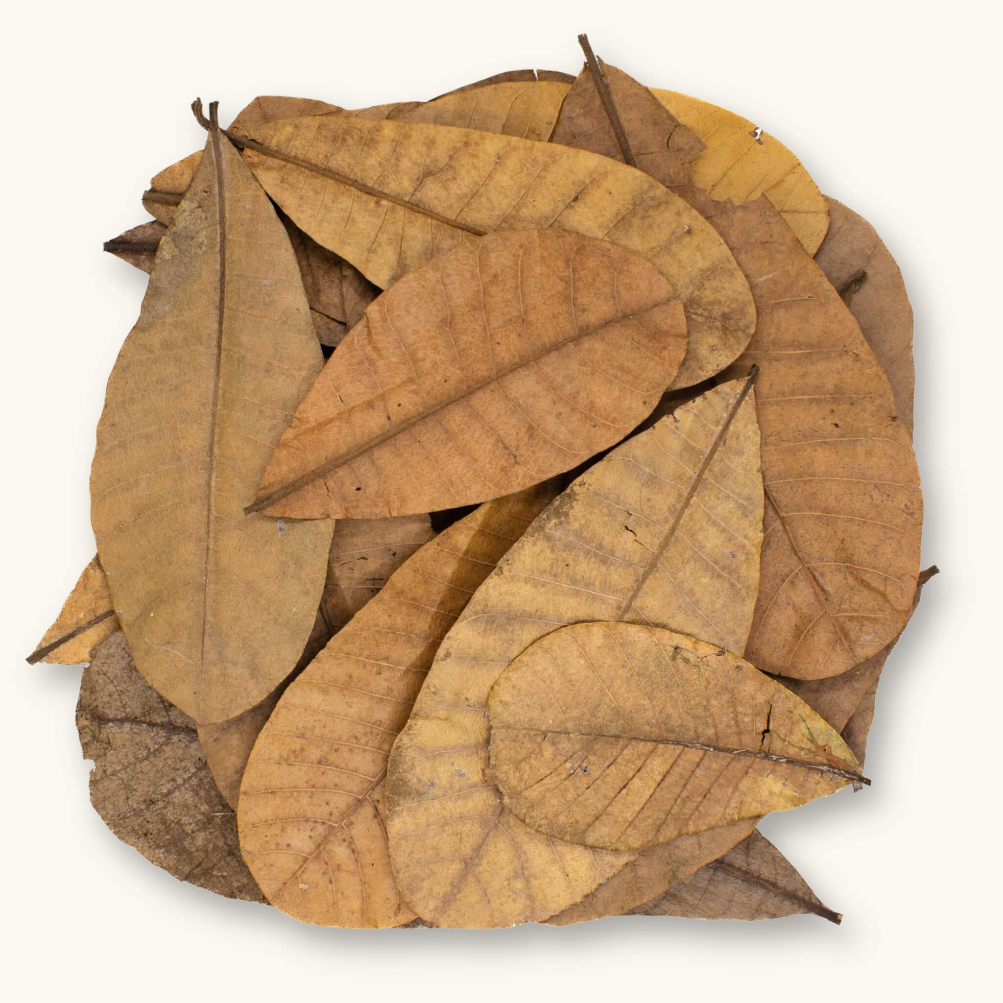 A pile of light to medium brown Colombian Casho leaf litter (Anacardium excelsum) for dart frog vivariums, photographed on a natural background at Betta Botanicals.