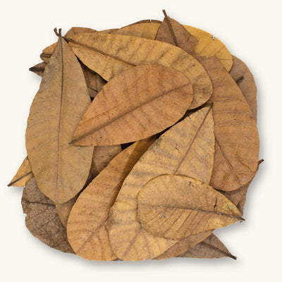 A pile of light to medium brown Colombian Casho leaf litter (Anacardium excelsum) for dart frog vivariums, photographed on a natural background at Betta Botanicals.