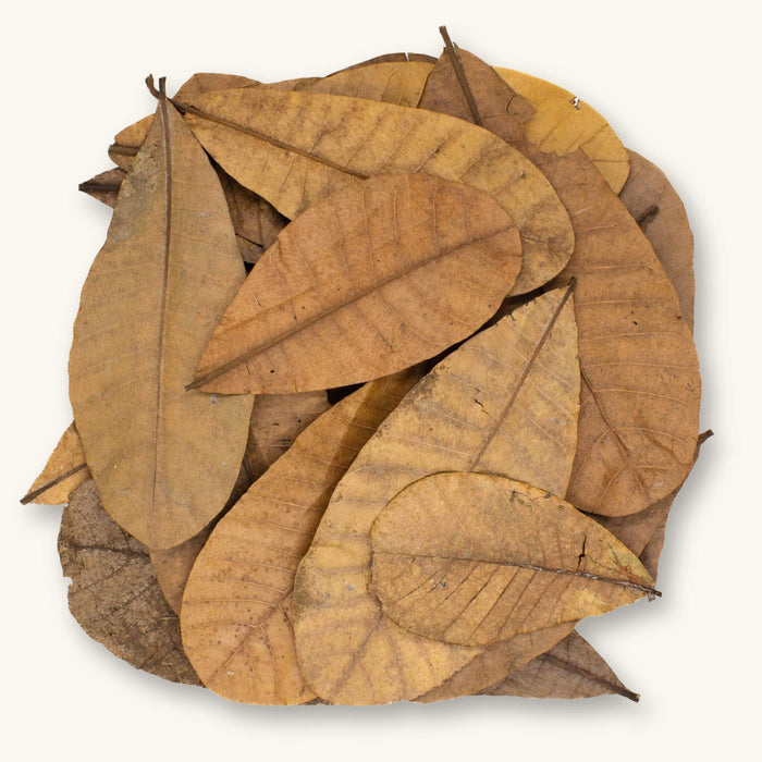 A pile of light to medium brown Colombian Casho leaf litter (Anacardium excelsum) for dart frog vivariums, photographed on a natural background at Betta Botanicals.