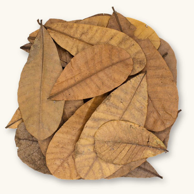A pile of light to medium brown Colombian Casho leaf litter (Anacardium excelsum) for dart frog vivariums, photographed on a natural background at Betta Botanicals.