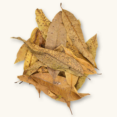 A pile of yellow and brown Mango leaves (Mangifera indica) with speckled patterns for dart frog vivariums, photographed on a natural background at Betta Botanicals.