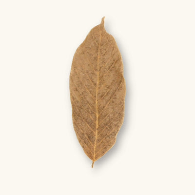 A single dried Cows Ears leaf (Inga macrophylla) in tan and light brown shades for blackwater aquariums, photographed on a natural background at Betta Botanicals.