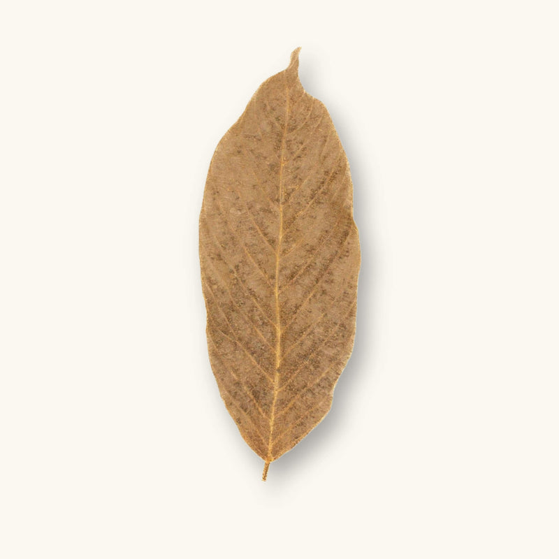 A single dried Cows Ears leaf (Inga macrophylla) in tan and light brown shades for blackwater aquariums, photographed on a natural background at Betta Botanicals.