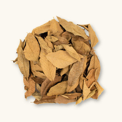 A group of light brown Cows Ears leaves (Inga macrophylla) for vivariums, photographed on a natural background at Betta Botanicals.