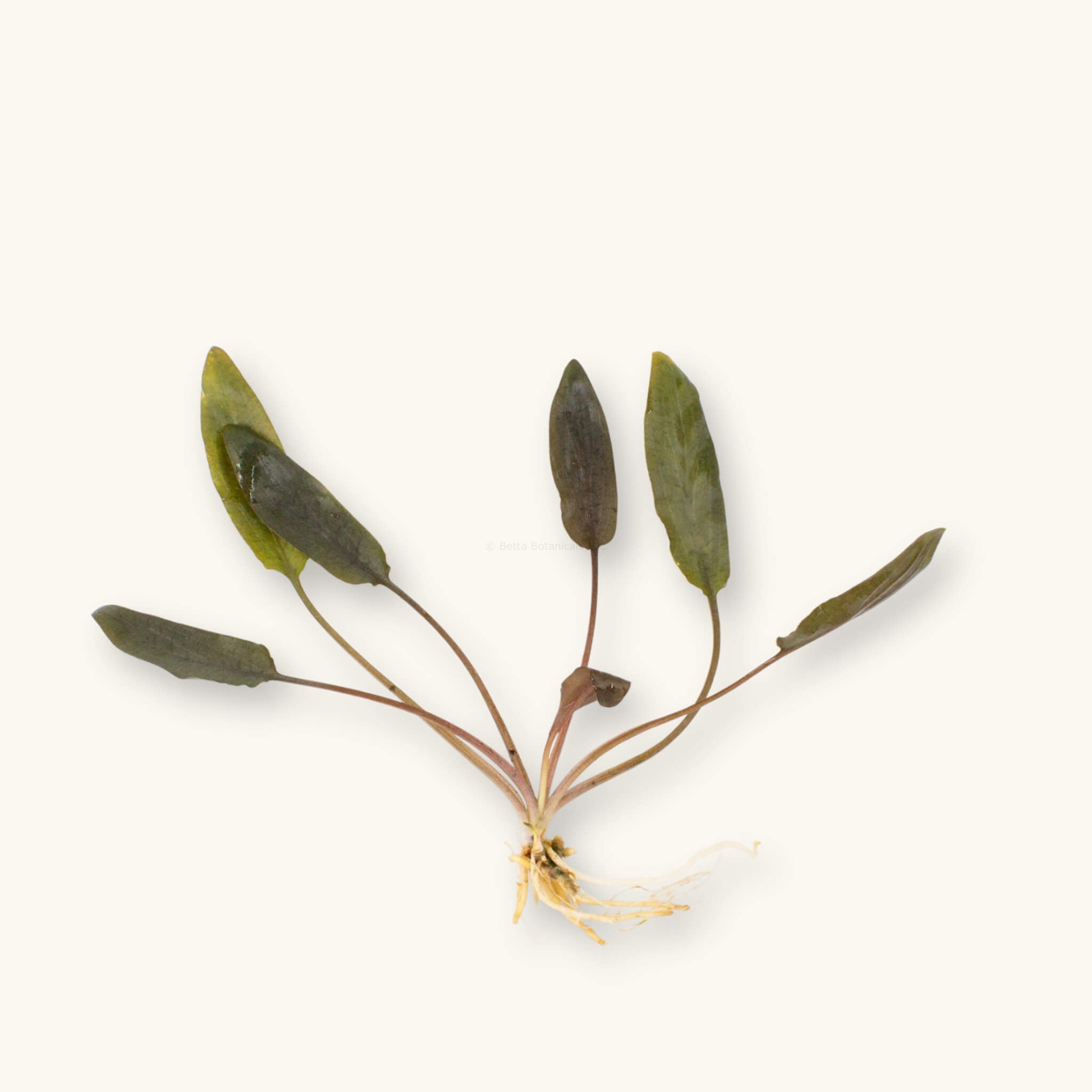 Bare-root Cryptocoryne beckettii aquarium plant with green to brown wavy leaves and white roots, photographed on a natural background at Betta Botanicals.