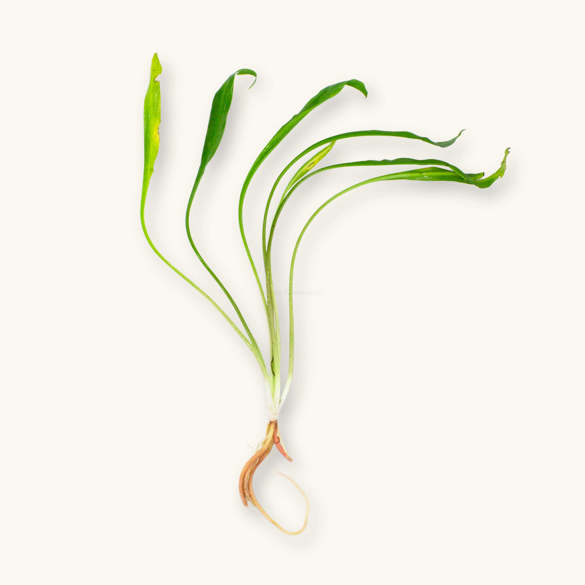 Bare-root Cryptocoryne costata aquarium plant with long, narrow green leaves and visible white roots, photographed on a natural background at Betta Botanicals.