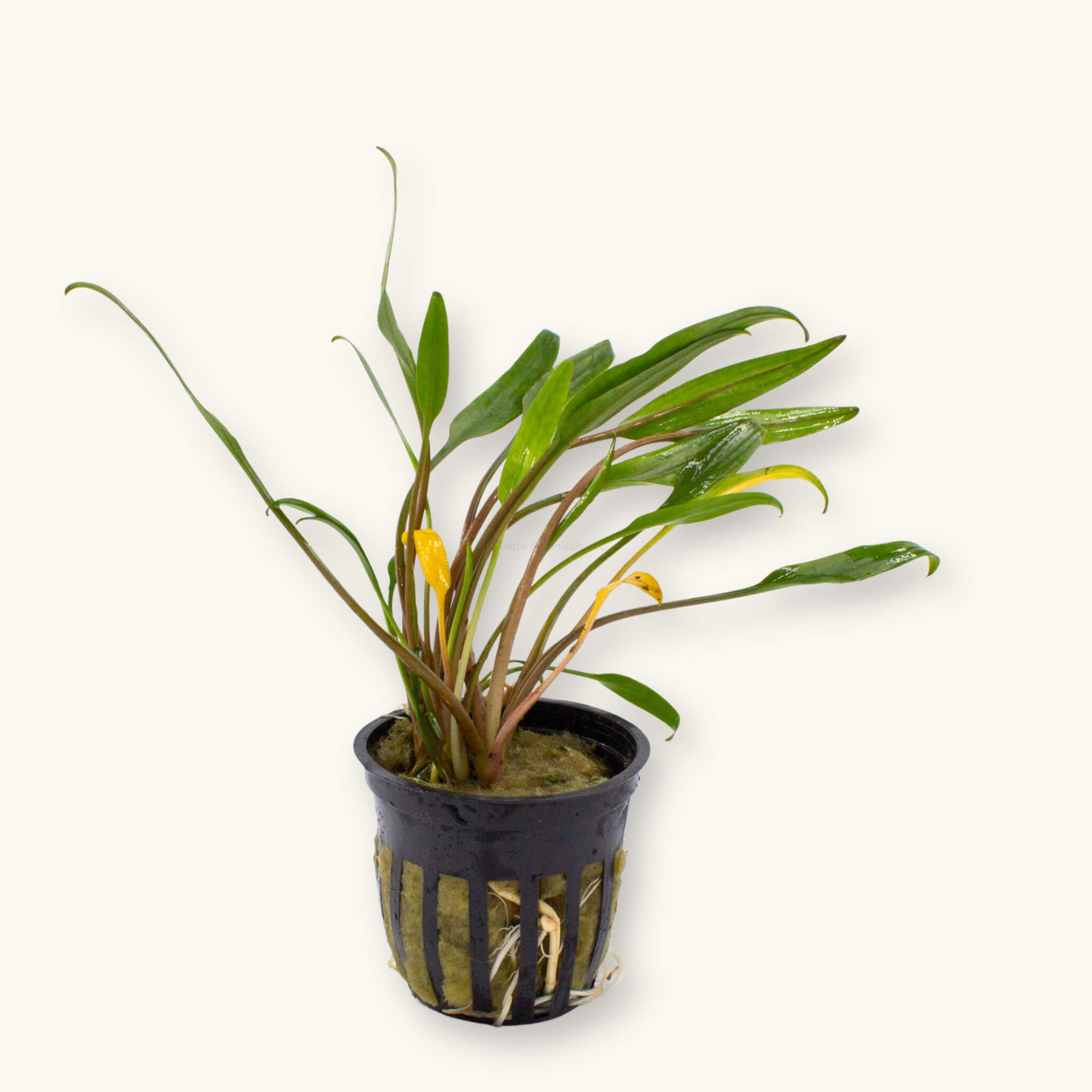 Potted Cryptocoryne lucens aquarium plant with clusters of upright green leaves in a black slotted pot, photographed on a natural background at Betta Botanicals.